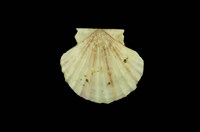 藏品(瑪卡莎海扇蛤)的圖片